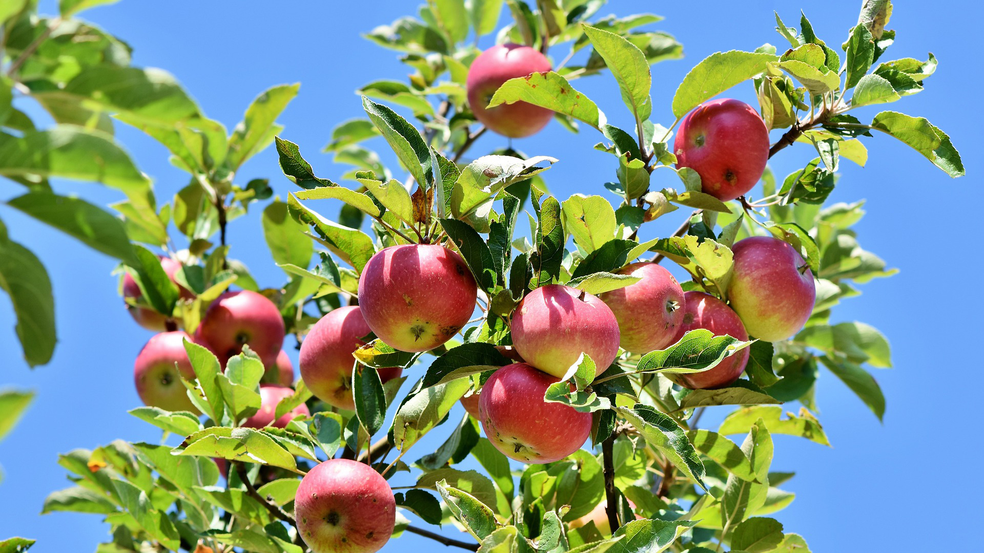 Stadt Paderborn gibt Ernte frei – Obst zum Selbstpflücken